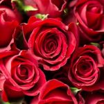 वार्षिक गुलाब प्रदर्शनी का आयोजन 03 व 04 फरवरी को