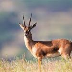 चिंकारा हिरण का शिकार करने वाले आरोपियों के तार विदेशों से भी जुड़े हैं..